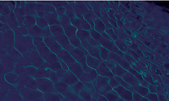 Pool Colour Midnight Shimmer